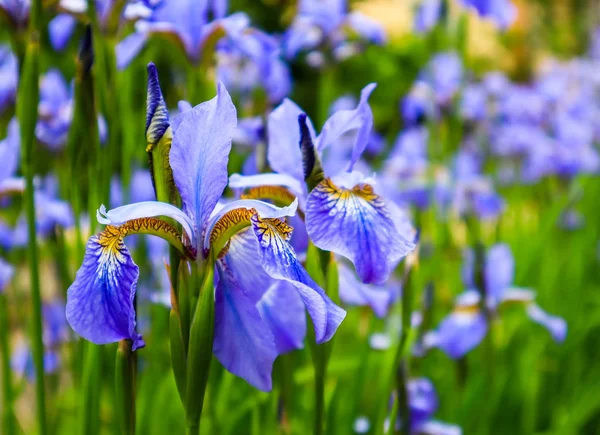 Blooming Violet Iris Flower Garden Gardening Concept Flower Background — Stock Photo, Image