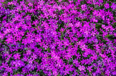 Bahar mor çiçekler Phlox arka plan