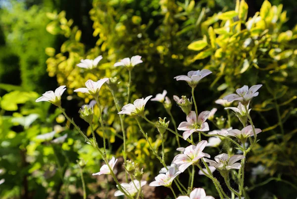 Delicate witte bloemen van Bevernel Mossy in de lentetuin — Stockfoto