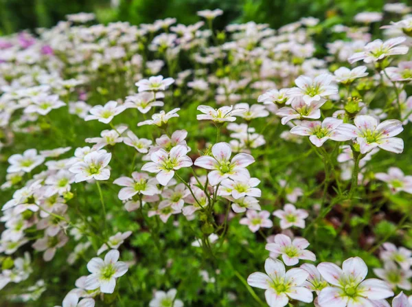 Delicate witte bloemen van Bevernel Mossy in de lentetuin — Stockfoto