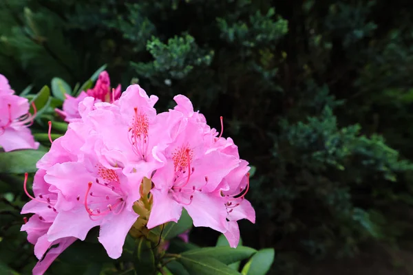 Flor de rododendro rosa florescendo na primavera. Conceito de jardinagem . — Fotografia de Stock