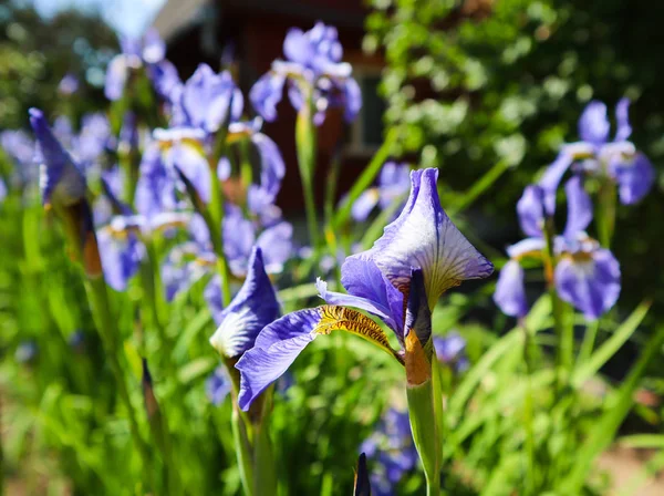 Blühende violette Irisblume im Garten. Gartenkonzept. fl — Stockfoto