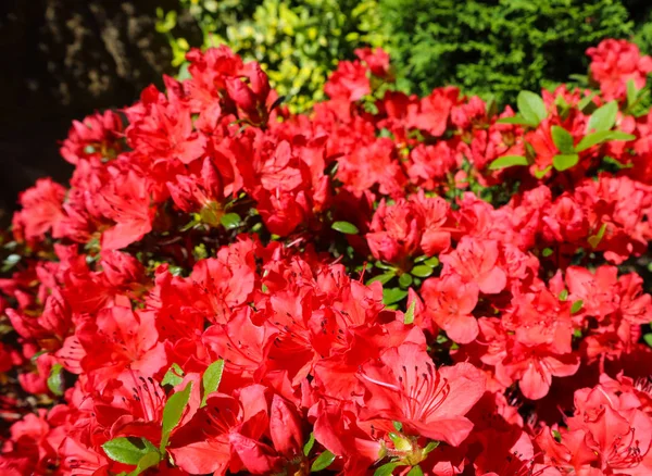 Flores rojas de azalea florecientes en el jardín de primavera. Concepto de jardinería . — Foto de Stock