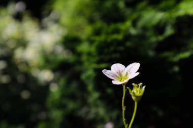 Çiçek arka plan. Küçük beyaz çiçek Saksafon yosun koyu bir b