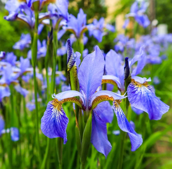 Flores de íris violeta florescendo no jardim. Conceito de jardinagem. F — Fotografia de Stock