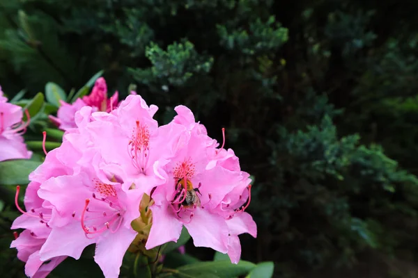 Bloeiende roze Rhododendron bloem en Bumblebee. Tuinieren conce — Stockfoto