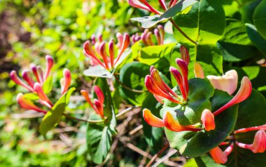 Bahçede pembe Hanımeli çiçekleri kapatın. Lonicera caprif