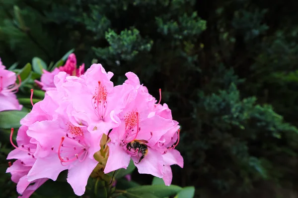 Bloeiende roze Rhododendron bloem en Bumblebee. Tuinieren conce — Stockfoto