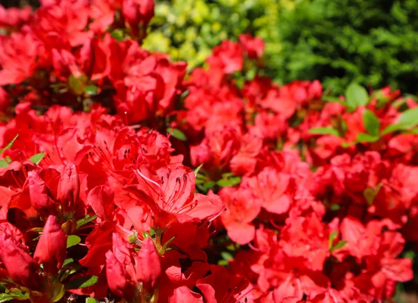 Flores de azálea vermelha florescendo no jardim de primavera. Conceito de jardinagem . — Fotografia de Stock