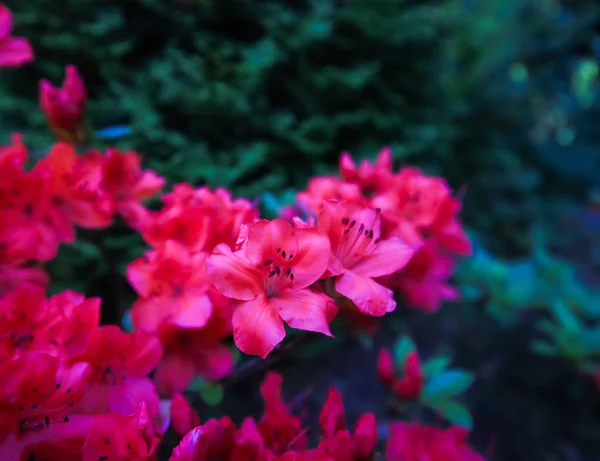Flores rojas de azalea florecientes en el jardín de primavera. Concepto de jardinería . —  Fotos de Stock