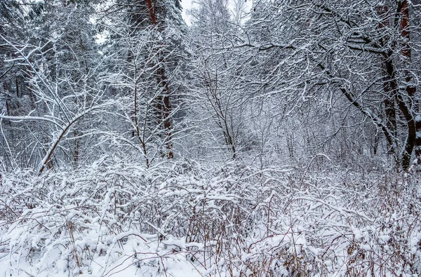 Wiele cienkich gałązek pokryte białym śniegiem. Piękna zima snowy — Zdjęcie stockowe