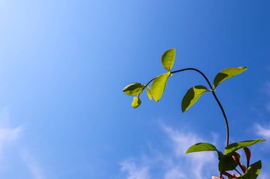 Mavi gökyüzüne karşı yaprakları ile zarif kavisli kök. Lonicera 