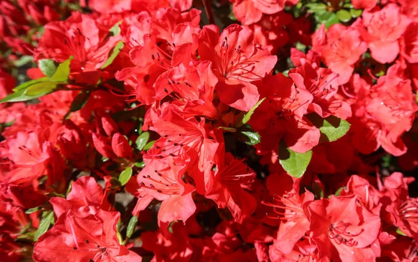 Floraison d'azalées rouges dans le jardin de printemps. Concept de jardinage . — Photo