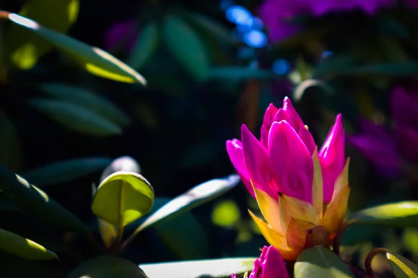 Abertura de bela flor rosa de Rhododendron em garde de primavera — Fotografia de Stock