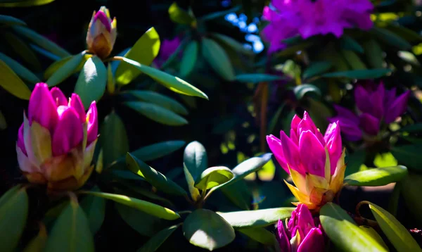 Ouverture de belles fleurs roses de Rhododendron au gard printanier — Photo