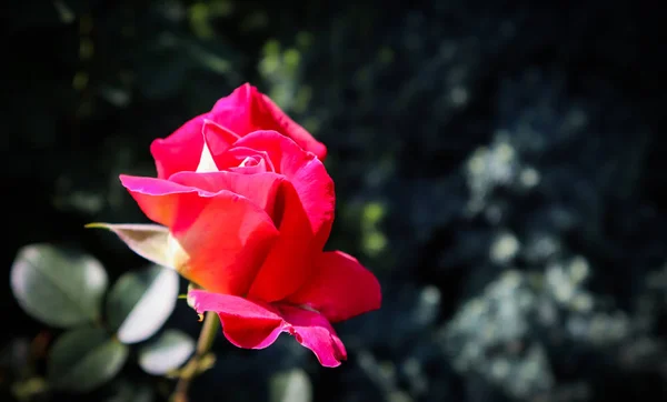 Linda rosa vermelha no jardim em um fundo escuro. Perfeito f — Fotografia de Stock