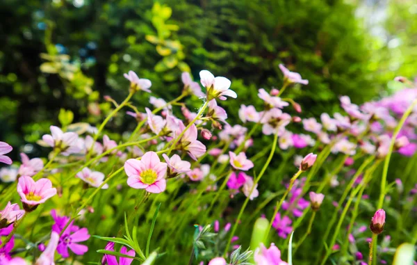 Fleurs blanches délicates de mousse de Saxifrage dans le jardin de printemps — Photo