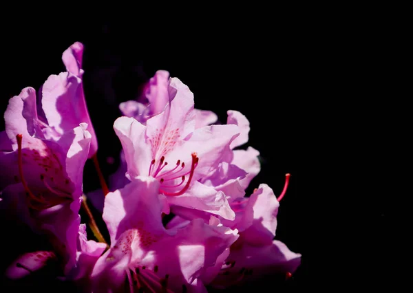 Floraison rose fleur de rhododendron isolé sur un fond noir — Photo