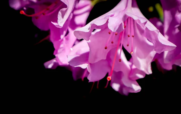 黒い背景に隔離されたピンクのロドデンドロンの花を咲かせる — ストック写真