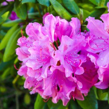 Baharda açan pembe rhododendron çiçeği. Bahçe konsepti. 