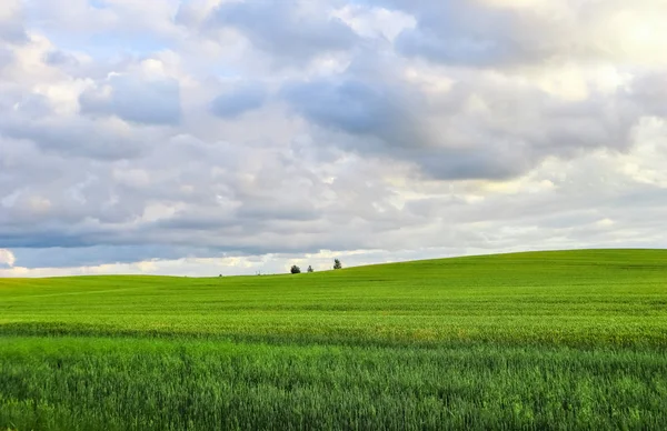 Чудове зелене поле, пагорби, дерева і блакитне небо з хмарами в — стокове фото