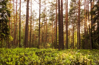 Gün batımında çam ormanındaki ağaçlarda güneş ışığı