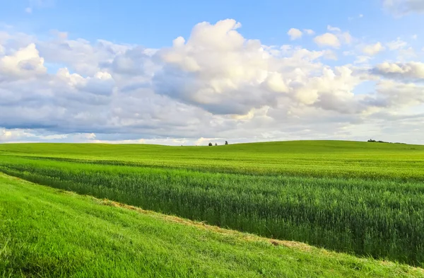 Чудове зелене поле, пагорби, дерева і блакитне небо з хмарами в — стокове фото