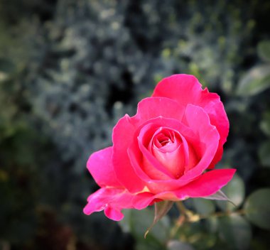 Bahçede güzel kırmızı gül. Tebrik kartı için mükemmel