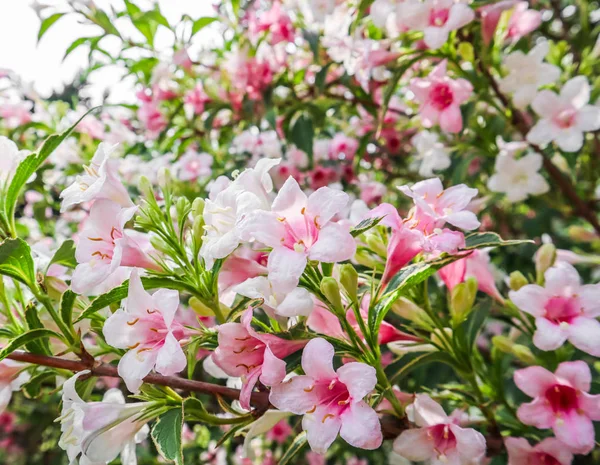 Pale różowe kwiaty z Weigela Florida variegata. Kwiatowy oświetlenie tła — Zdjęcie stockowe