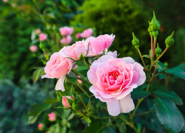 Belles roses roses Bonica dans le jardin. Parfait pour le backgroun — Photo