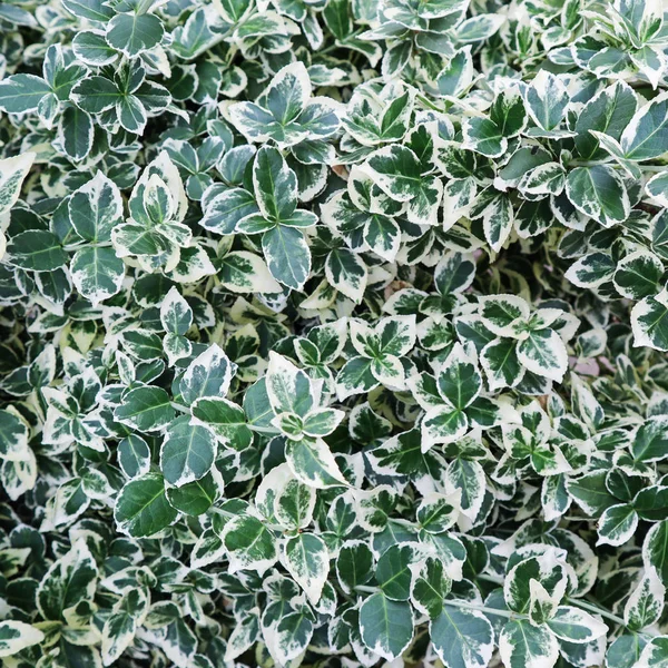 Doğal arka plan. Euonymus fortunei Zümrüt Gaiety yeşil ile — Stok fotoğraf
