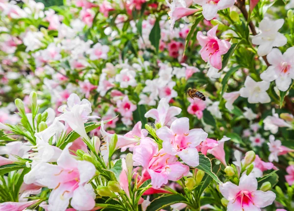 Fleurs rose pâle de Weigela Florida Variegata. Tétras floral — Photo