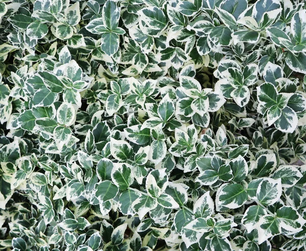 Fondo natural. Euonymus fortunei Esmeralda Gaiety con verde —  Fotos de Stock