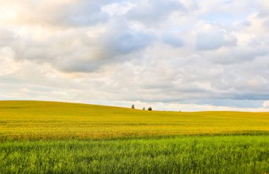 Harika alan, tepeler, ağaçlar ve co bulutlar ile mavi gökyüzü