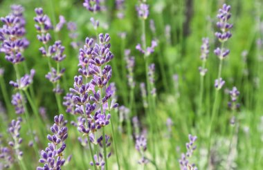 Yaz bahçesindeki güzel lavanta çiçeklerine odaklanın.