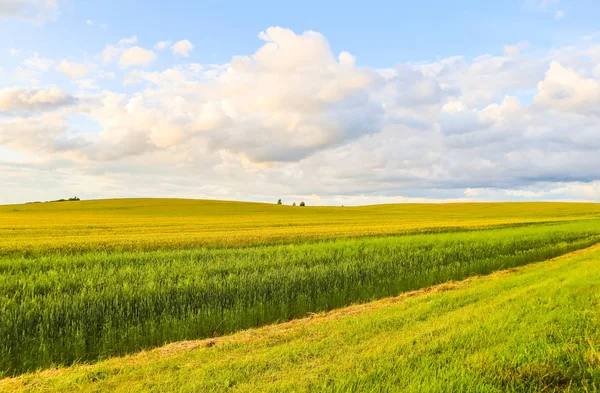 Meraviglioso campo, colline, alberi e cielo blu con nuvole nel co — Foto Stock