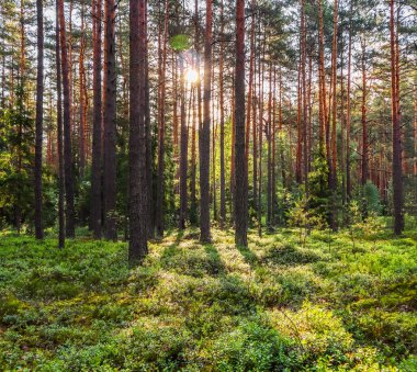 Gün batımında çam ormanındaki ağaçlarda güneş ışığı. Yaz doğa arazi