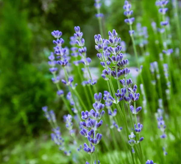 Foco suave em belas flores de lavanda no jardim de verão — Fotografia de Stock