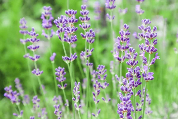 Foco suave em belas flores de lavanda no jardim de verão — Fotografia de Stock