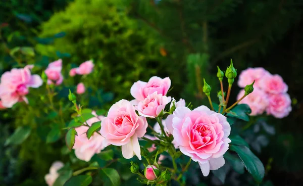 Schöne rosa Rosen bonica im Garten. perfekt für Background — Stockfoto