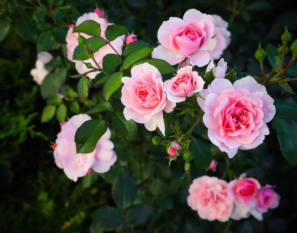 Beautiful pink roses Bonica in the garden. Perfect for backgroun — Stock Photo, Image