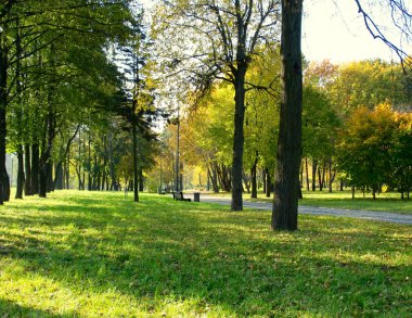 parkta güzel altın sonbahar