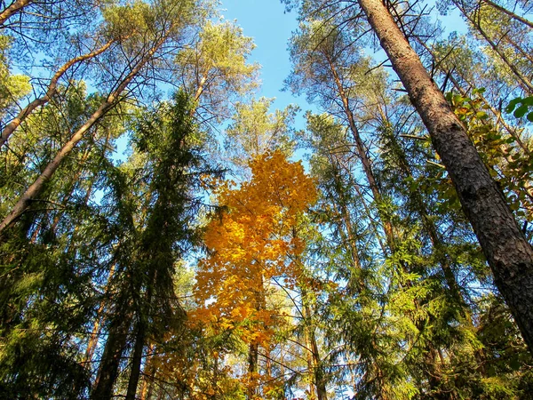 Árvore amarela cênica na floresta de outono em um dia ensolarado — Fotografia de Stock