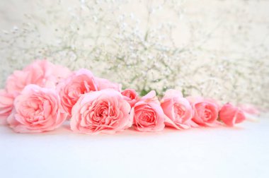 Beyaz arka planda pembe güller. Arka plan tebrik için mükemmel 