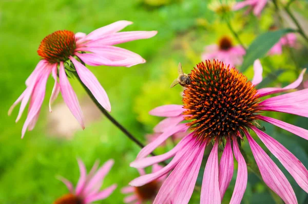 Equinácea purpurea (equinácea). Hermosas flores púrpuras con o — Foto de Stock