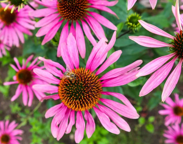 Equinácea purpurea (equinácea). Hermosas flores púrpuras con o — Foto de Stock