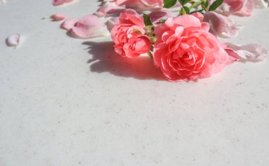 Beyaz arka planda pembe gül. Arka plan tebrik c için mükemmel