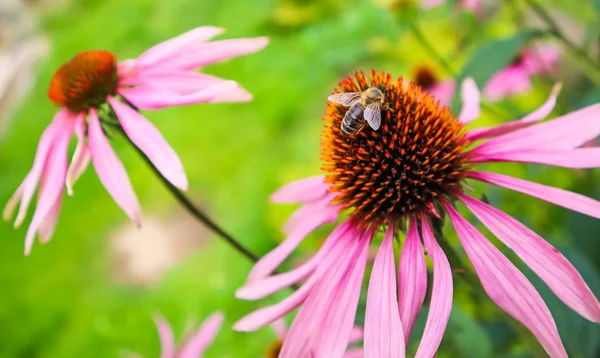 Equinácea purpurea (equinácea). Hermosas flores púrpuras con o — Foto de Stock