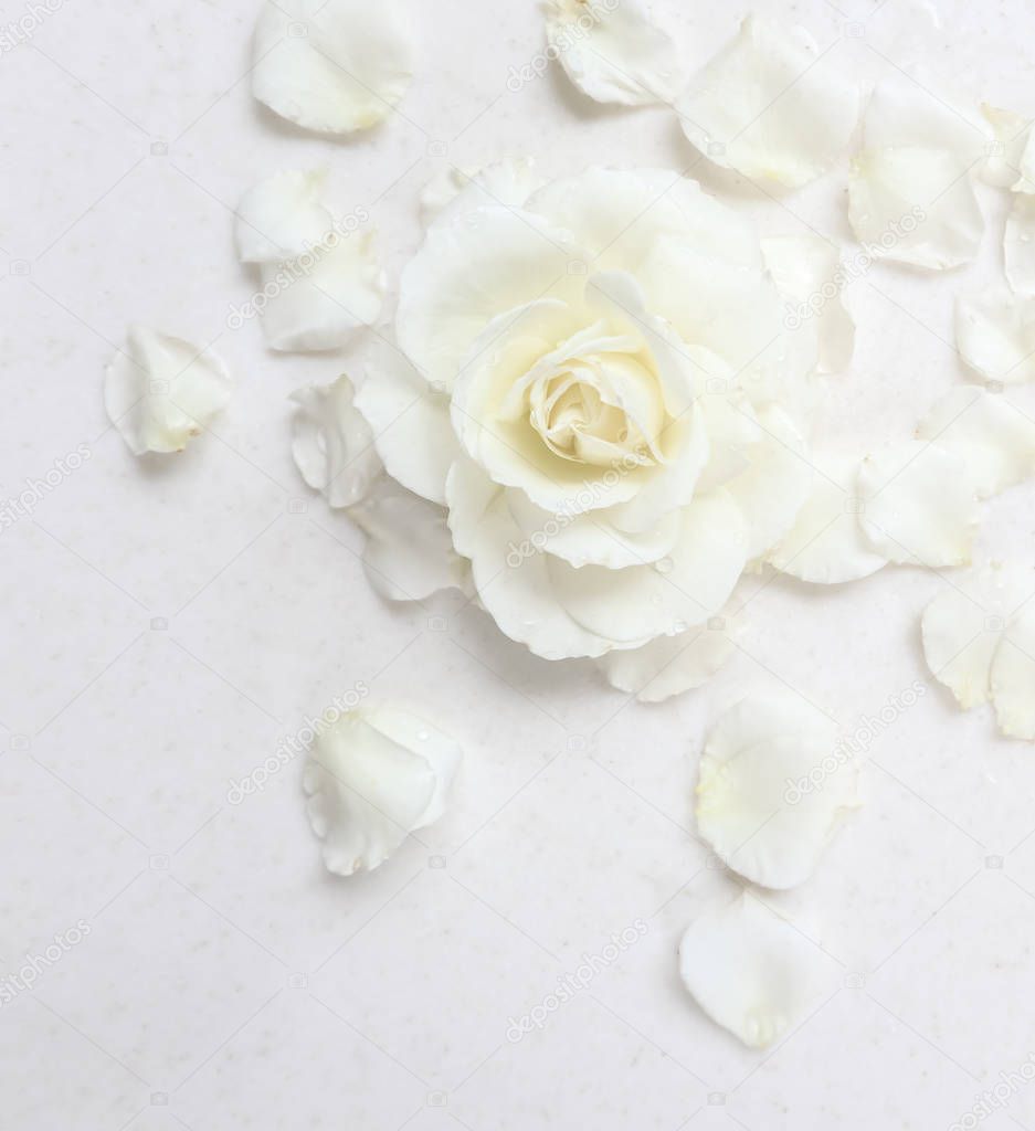 Beautiful white rose and petals on white background. Ideal for g