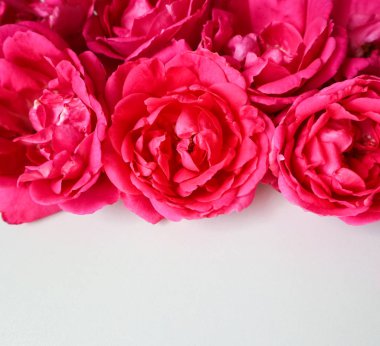 Beyaz arka planda güzel pembe güller. Tebrik arabası için idealdir